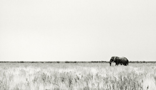 La imagen de la semana: “Elefant” de Latzucac