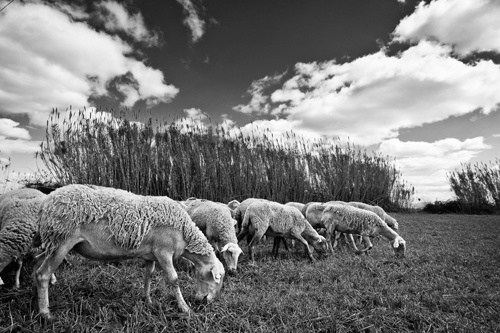 La imagen de la semana: “La pastura” de Oscar Castelao