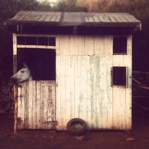 La imagen de la semana: "Horse's house" de Bitocels