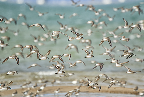 La imagen de la semana: “Ocells del Delta” de Araceli Merino