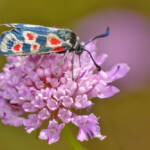 Martin Gallego &raquo; Zygaena occitanica, gitaneta.