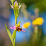 Martin Gallego » Ophrys apifera, abellera