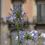 El diletant perplex » flora urbana