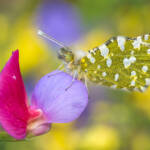 Martin Gallego &raquo; Euchloe crameri, marbrada comuna.