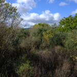 justPictures &raquo; Selva (#6916)