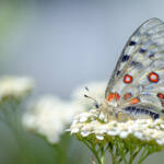 Martin Gallego &raquo; Papallona Parnassius apollo