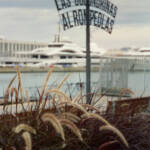 El diletant perplex &raquo; Vegetació portuària