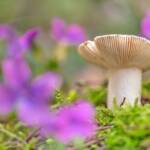 Martin Gallego » Russula sp.