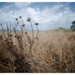 Transient Eye » El Llobregat