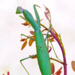 Martin Gallego &raquo; Mantis religiosa, plegamans.