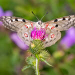Martin Gallego » Parnassius apollo, popularment Apol·lo.
