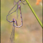 MinimalAbstract » Damselflies in love