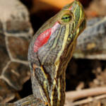 Miguelemele » Pescuezo