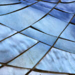 El diletant perplex &raquo; blau