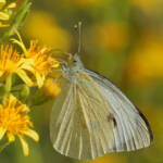 Miguelemele » Mari posada