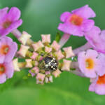 Martin Gallego &raquo; Nimfa de Nezara viridula, bernat pudent, sobre flors de Lantana camara.