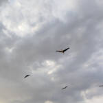 Generació...(imatges latents) &raquo; migració