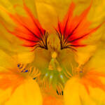 Martin Gallego &raquo; Tropaeolum majus, caputxina silvestre.