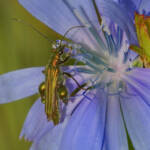 Miguelemele &raquo; Sobre azul