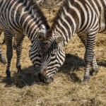 SantiMB Photos &raquo; Jano a rayas