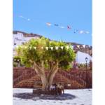 Vidas callejeras » A la Sombra en Tejeda