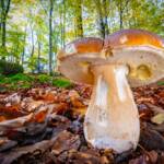Martin Gallego » Boletus edulis, Cep.