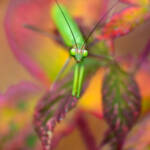 Martin Gallego » Mantis de tardor