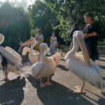 Lumen imago » Pelícanos