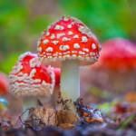 Martin Gallego » Amanita muscaria