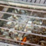 Photo Varas &raquo; Hau River - Granjas de peces