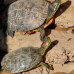 Miguelemele » Soleadas