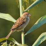 Miguelemele » Soy la caña