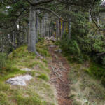 SantiMB Photos » Sendero tallado