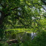 Toni » Jardí del Castell de Sissinghurst