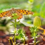 Martin Gallego &raquo; Pararge aegeria, la primera papallona de l'any!