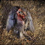 MinimalAbstract » Naturaleza muerta