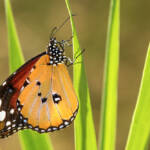 Martin Gallego » Danaus chrysippus, papallona tigre