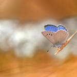 Martin Gallego &raquo; Glaucopsyche melanops, Turquesa mediterrània.