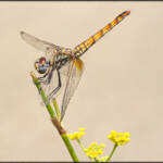 MinimalAbstract » The beautiful world of dragonflies