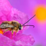 Martin Gallego &raquo; Abella Eucera longicornis sobre flors de Cistus albidus