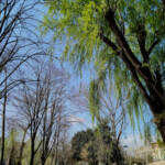 Generació...(imatges latents) &raquo; verdeja