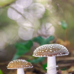 Martin Gallego &raquo; Amanita pantherina, pixacà.