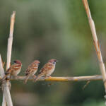 Miguelemele &raquo; Trío en percha