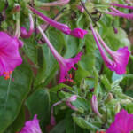 Podi és podi &raquo; Bella di notte (Mirabilis jalapa)