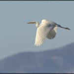 MinimalAbstract » Ardea alba