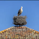 MinimalAbstract &raquo; Las cigüeñas de Matabuena y II