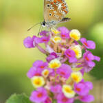 Martin Gallego &raquo; Papallona Aricia cramera, moreneta meridional, sobre flors de Lantana camara.