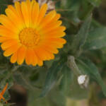 Podi és podi &raquo; Calendula officinales