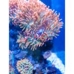 Vidas callejeras &raquo; Un universo de color bajo el agua