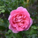 Lumen imago &raquo; Primavera